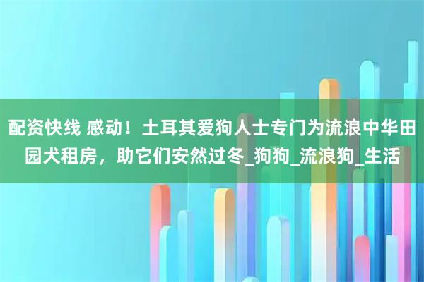 配资快线 感动！土耳其爱狗人士专门为流浪中华田园犬租房，助它们安然过冬_狗狗_流浪狗_生活